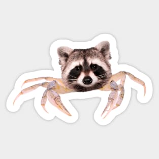 Crab Raccoon Sticker